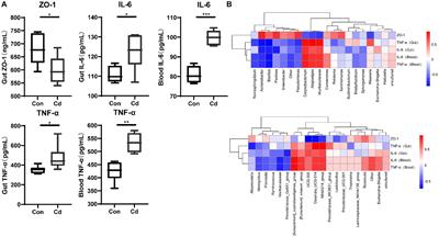 Environmental cadmium exposure alters the internal microbiota and metabolome of Sprague–Dawley rats